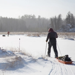 Dog Sledding  puppies for sale