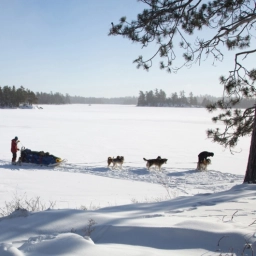 Dog Sledding  puppies for sale