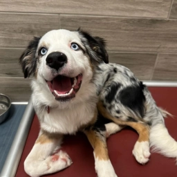 Grooming  puppies for sale