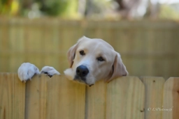 Dog Sledding  puppies for sale