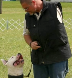 Service Dog Training  puppies for sale