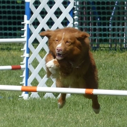Service Dog Training