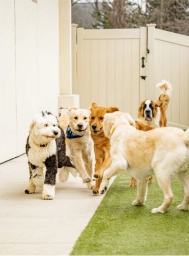 Swimming Dog  puppies for sale