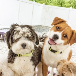 Swimming Dog  puppies for sale