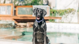 Pet Swimming Lessons  puppies for sale