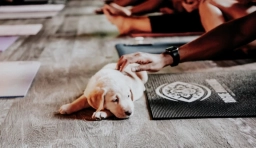 Dog Yoga  puppies for sale