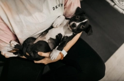 Dog Yoga  puppies for sale