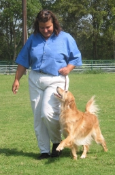 Dog Training  puppies for sale