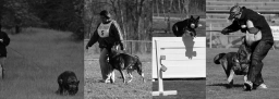 Dog Training  puppies for sale