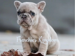 ktjearlkm  puppies for sale
