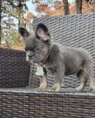 Fluffy French Bulldog  puppies for sale