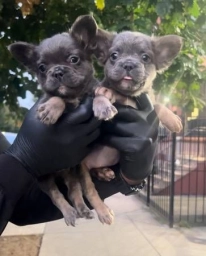Fluffy French Bulldog