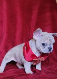 Ague  puppies for sale