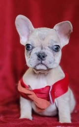 Ague  puppies for sale