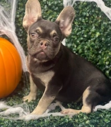Puppy  puppies for sale
