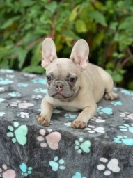 Puppy  puppies for sale