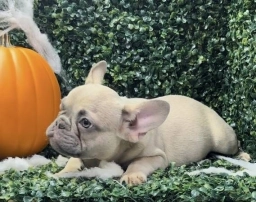 Puppy