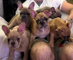 French Bulldog Puppy  puppies for sale