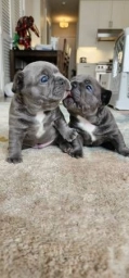 French Bulldog Fluffy Carrier Puppy  puppies for sale