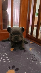 French Bulldog Fluffy Carrier Puppy  puppies for sale