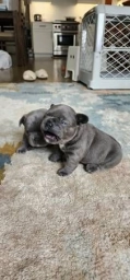 French Bulldog Fluffy Carrier Puppy