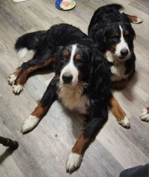 Bernese Mountain Dog  puppies for sale