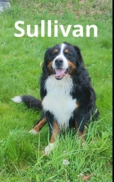 Bernese Mountain Dog  puppies for sale