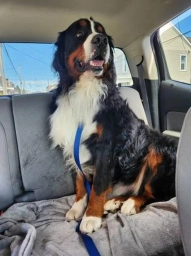 Bernese Mountain Dog