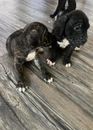 Cane Corso Puppies  puppies for sale