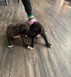 Cane Corso Puppies  puppies for sale