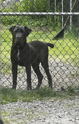Cane Corso Puppies