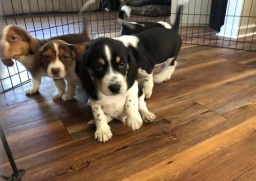 Beagle Puppy  puppies for sale