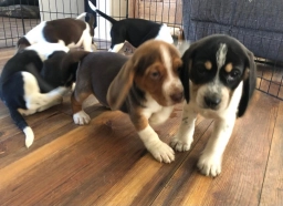 Beagle Puppy  puppies for sale