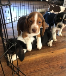 Beagle Puppy
