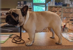 French Bulldog Male  puppies for sale