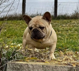 French Bulldog Male  puppies for sale