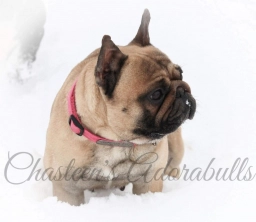 French Bulldog Male