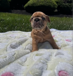 Puppy French Bulldog  puppies for sale