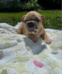 Puppy French Bulldog  puppies for sale