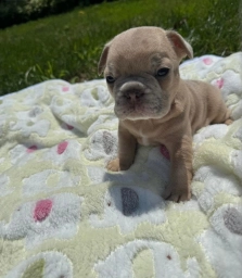 Puppy French Bulldog