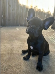 French Bulldog Female  puppies for sale