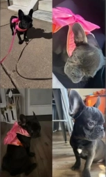 French Bulldog Female  puppies for sale