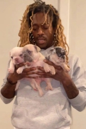 French Bulldog Puppy  puppies for sale