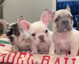 French Bulldog Puppy  puppies for sale