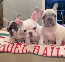 French Bulldog Puppy