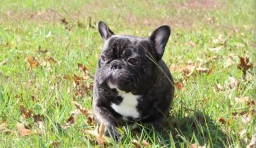 French Bulldog Male  puppies for sale