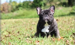 French Bulldog Male  puppies for sale