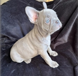 French Bulldog Females  puppies for sale