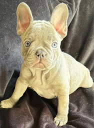 French Bulldog Females  puppies for sale