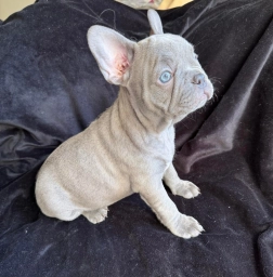 French Bulldog Females